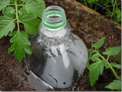 Ceea ce este necesar pentru a pune în gaura cu plantare de tomate (fiecare) De ce am nevoie pentru a pune în gaura atunci când plantarea de tomate