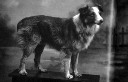 Acest lucru ajută la animalele găsi casa lor de drum (acasă) Acest lucru ajută animalele să găsească drumul lor de origine