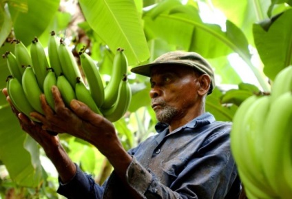 Ce este comerțul echitabil Fairtrade (comerț) Ce este Fairtrade comerțul echitabil