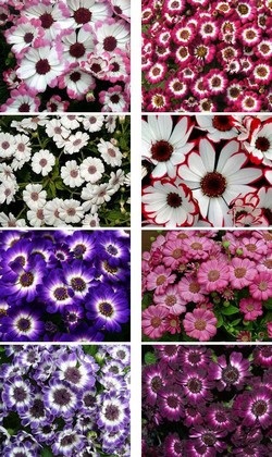 fotografii cineraria camere, punctele de vedere și de îngrijire la domiciliu (camera) fotografii cameră cineraria, punctele de vedere și de îngrijire la domiciliu