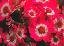 fotografii cineraria camere, punctele de vedere și de îngrijire la domiciliu (camera) fotografii cameră cineraria, punctele de vedere și de îngrijire la domiciliu