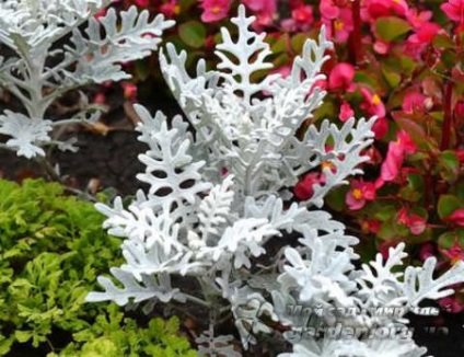 Cineraria argint și alte soiuri (a) Cineraria argint și alte soiuri