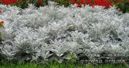 Cineraria argint și alte soiuri (altele) Cineraria argint și alte soiuri