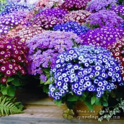 Cineraria argint și alte soiuri (cineraria) Cineraria argint și alte soiuri