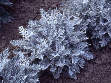 Descrierea speciilor cineraria, plantare și întreținere, multiplicare, fotografii (aterizare în creștere cineraria) Descrierea speciilor cineraria, plantare și întreținere, multiplicare, fotografii