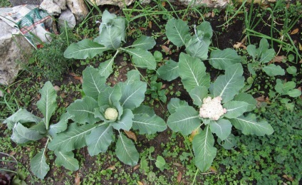 Conopidă și broccoli (varza) Conopidă și broccoli