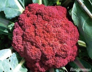 varză colorată (cap) conopidă