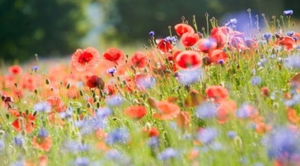 Floare ca un simbol (o înțelegere mai profundă a ei înșiși) Floare ca un simbol al