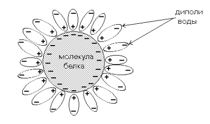 Denaturarea de proteină (proteine) denaturarea proteinei