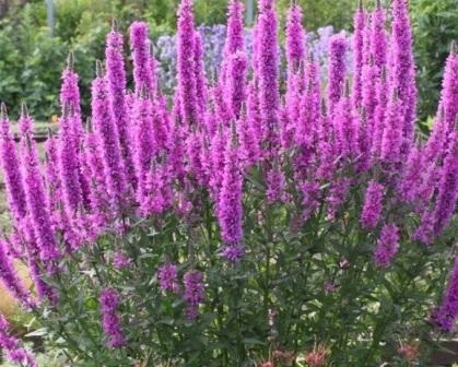plantare Loosestrife și fotografie de îngrijire (de îngrijire) plantare și îngrijire Loosestrife foto