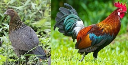 pui sălbatice - strămoșii găinilor domestice, fotografii și video (azi pui sălbatice) pui sălbatice - strămoșii de găini domestice, foto și video