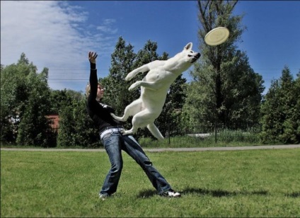 Dog-Frisbee - vederi populare și frumoase sportive canine (Frisbee) Dog-Frisbee - vederi populare și frumoase sportive canine