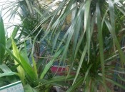 Dracaena 50 de fotografii, de îngrijire la domiciliu Dracaena (de ingrijire) Dracaena 50 de fotografii, de îngrijire la domiciliu Dracaena