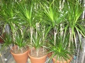 Dracaena 50 de fotografii, de îngrijire la domiciliu Dracaena (îngrijire la domiciliu) Dracaena 50 de fotografii, de îngrijire la domiciliu Dracaena