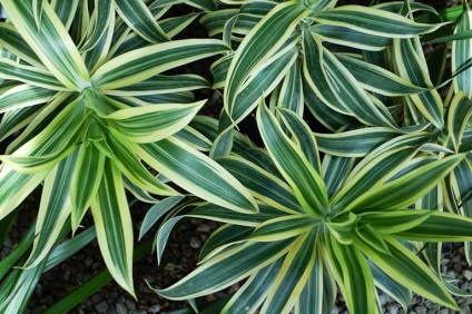 Dracaena 50 de fotografii, de îngrijire la domiciliu Dracaena (Dracaena) Dracaena 50 de fotografii, de îngrijire la domiciliu Dracaena