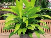 Dracaena 50 de fotografii, de îngrijire la domiciliu Dracaena (condiții) Dracaena 50 de fotografii, de îngrijire la domiciliu Dracaena