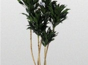 Dracaena 50 de fotografii, de îngrijire la domiciliu Dracaena (poze) Dracaena 50 de fotografii, de îngrijire la domiciliu Dracaena