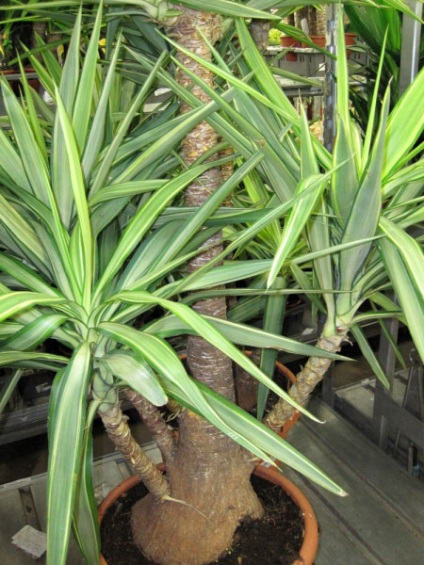 Dracaena 50 de fotografii, de îngrijire la domiciliu Dracaena (de ingrijire Dracaena la domiciliu) Dracaena 50 de fotografii, de îngrijire la domiciliu Dracaena
