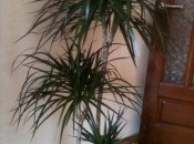 Dracaena 50 de fotografii, de îngrijire la domiciliu Dracaena (de ingrijire) Dracaena 50 de fotografii, de îngrijire la domiciliu Dracaena