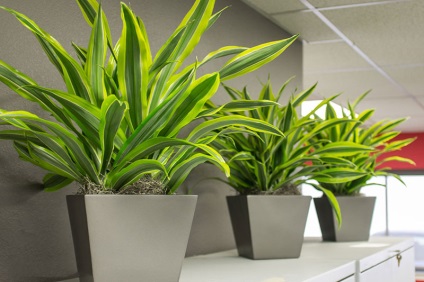 Dracaena 50 de fotografii, de îngrijire la domiciliu Dracaena (Dracaena) Dracaena 50 de fotografii, de îngrijire la domiciliu Dracaena