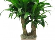 Dracaena 50 de fotografii, de îngrijire la domiciliu Dracaena (poze) Dracaena 50 de fotografii, de îngrijire la domiciliu Dracaena