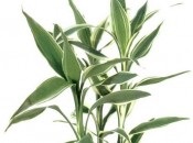 Dracaena 50 de fotografii, de îngrijire la domiciliu Dracaena (la domiciliu) Dracaena 50 de fotografii, de îngrijire la domiciliu Dracaena
