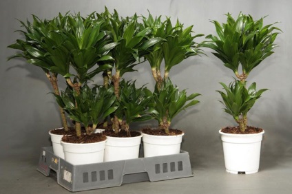 Dracaena 50 de fotografii, de îngrijire la domiciliu Dracaena (îngrijire la domiciliu) Dracaena 50 de fotografii, de îngrijire la domiciliu Dracaena