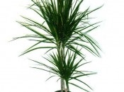 Dracaena 50 de fotografii, de îngrijire la domiciliu Dracaena (îngrijire la domiciliu) Dracaena 50 de fotografii, de îngrijire la domiciliu Dracaena