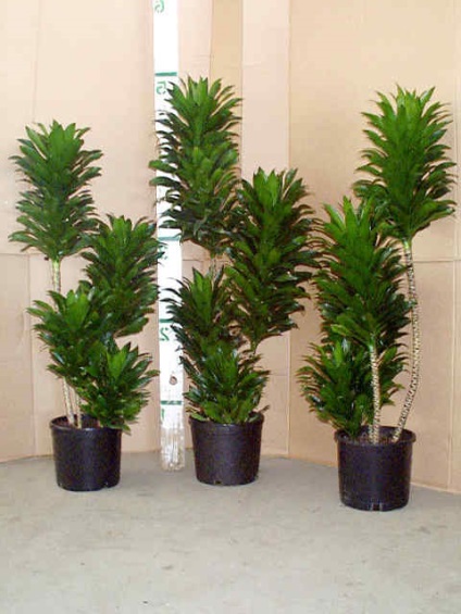 Dracaena 50 de fotografii, de îngrijire la domiciliu Dracaena (poze) Dracaena 50 de fotografii, de îngrijire la domiciliu Dracaena