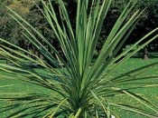 Dracaena 50 de fotografii, de îngrijire la domiciliu Dracaena (îngrijire la domiciliu) Dracaena 50 de fotografii, de îngrijire la domiciliu Dracaena