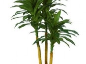 Dracaena 50 de fotografii, de îngrijire la domiciliu Dracaena (Dracaena foto) Dracaena 50 de fotografii, de îngrijire la domiciliu Dracaena