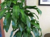 Dracaena 50 de fotografii, de îngrijire la domiciliu Dracaena (de ingrijire) Dracaena 50 de fotografii, de îngrijire la domiciliu Dracaena