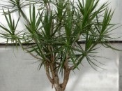 Dracaena 50 de fotografii, de îngrijire la domiciliu Dracaena (Dracaena) Dracaena 50 de fotografii, de îngrijire la domiciliu Dracaena