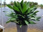 Dracaena 50 de fotografii, de îngrijire la domiciliu Dracaena (Dracaena foto) Dracaena 50 de fotografii, de îngrijire la domiciliu Dracaena