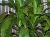 Dracaena 50 de fotografii, de îngrijire la domiciliu Dracaena (poze) Dracaena 50 de fotografii, de îngrijire la domiciliu Dracaena