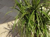 Dracaena 50 de fotografii, de îngrijire la domiciliu Dracaena (la domiciliu) Dracaena 50 de fotografii, de îngrijire la domiciliu Dracaena