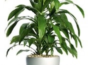 Dracaena 50 de fotografii, de îngrijire la domiciliu Dracaena (poze) Dracaena 50 de fotografii, de îngrijire la domiciliu Dracaena