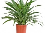 Dracaena 50 de fotografii, de îngrijire la domiciliu Dracaena (condiții) Dracaena 50 de fotografii, de îngrijire la domiciliu Dracaena