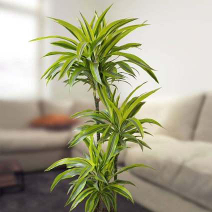 Dracaena 50 de fotografii, de îngrijire la domiciliu Dracaena (îngrijire la domiciliu) Dracaena 50 de fotografii, de îngrijire la domiciliu Dracaena