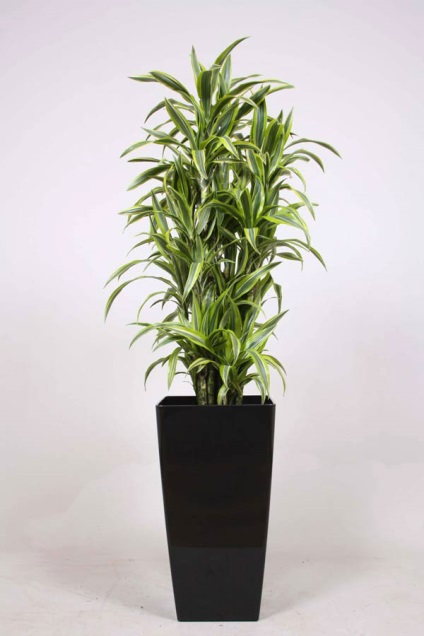 Dracaena 50 de fotografii, de îngrijire la domiciliu Dracaena (de ingrijire Dracaena la domiciliu) Dracaena 50 de fotografii, de îngrijire la domiciliu Dracaena