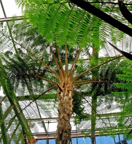ferigi copac, (botanică) ferigi copac,