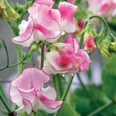 mazăre dulce îngrijire de plantare (mazăre dulce perene) voinicului îngrijire de plantare