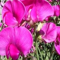mazăre dulce îngrijire de plantare (mazăre dulce perene) voinicului îngrijire de plantare