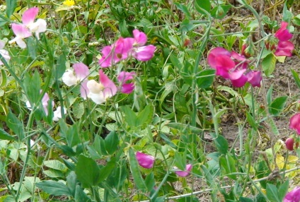 Scented sfaturi mazăre perene cu privire la creștere (mazăre dulce lung) Scented sfaturi de mazăre perene pe creștere