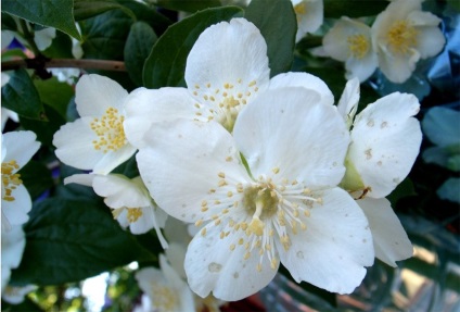 Parfum cu parfumul florilor de iasomie (parfumuri) Parfum cu parfumul florilor de iasomie