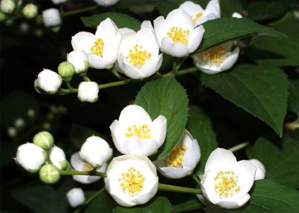 Parfum cu parfumul florilor de iasomie (jasmin) Parfum cu parfumul florilor de iasomie
