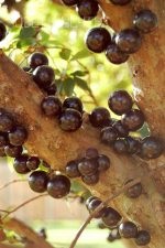 Jabuticaba, copac de struguri brazilian, flori de vis (struguri) Jabuticaba, copac de struguri brazilian, flori de vis