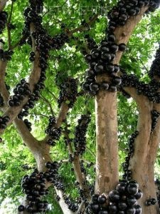 Jabuticaba, copac de struguri brazilian, flori de vis (copac jabuticaba) Jabuticaba, copac de struguri brazilian, flori de vis