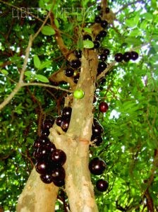 Jabuticaba, copac de struguri brazilian, flori de vis (lemn) Jabuticaba, copac de struguri brazilian, flori de vis