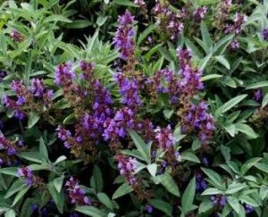 Uleiul esential de Salvia officinalis (medicament) Uleiul esential de Salvia officinalis